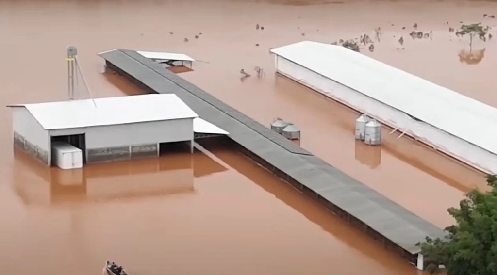 Retorno da Doença de Newcastle pode estar relacionado às chuvas no Rio Grande do Sul? Entenda