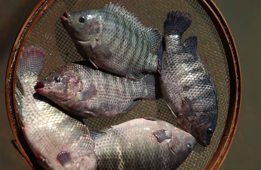 Exportação brasileira de peixes de cultivo registra alta acumulada de 54%