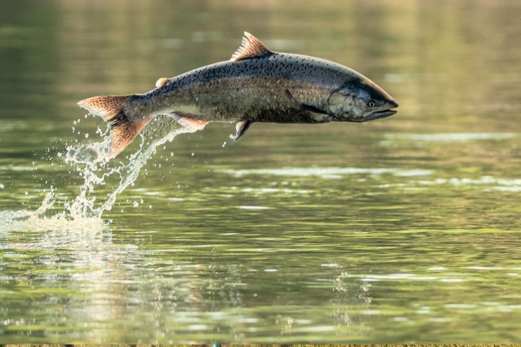JBS investe R$ 400 milhões para expandir mercado de salmão na Austrália