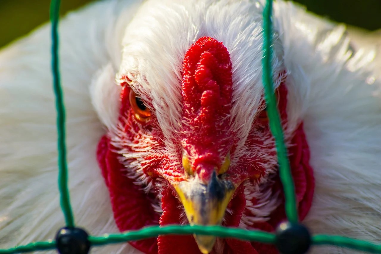 EUA investigam casos adicionais de gripe aviária H5N1 em granja avícola