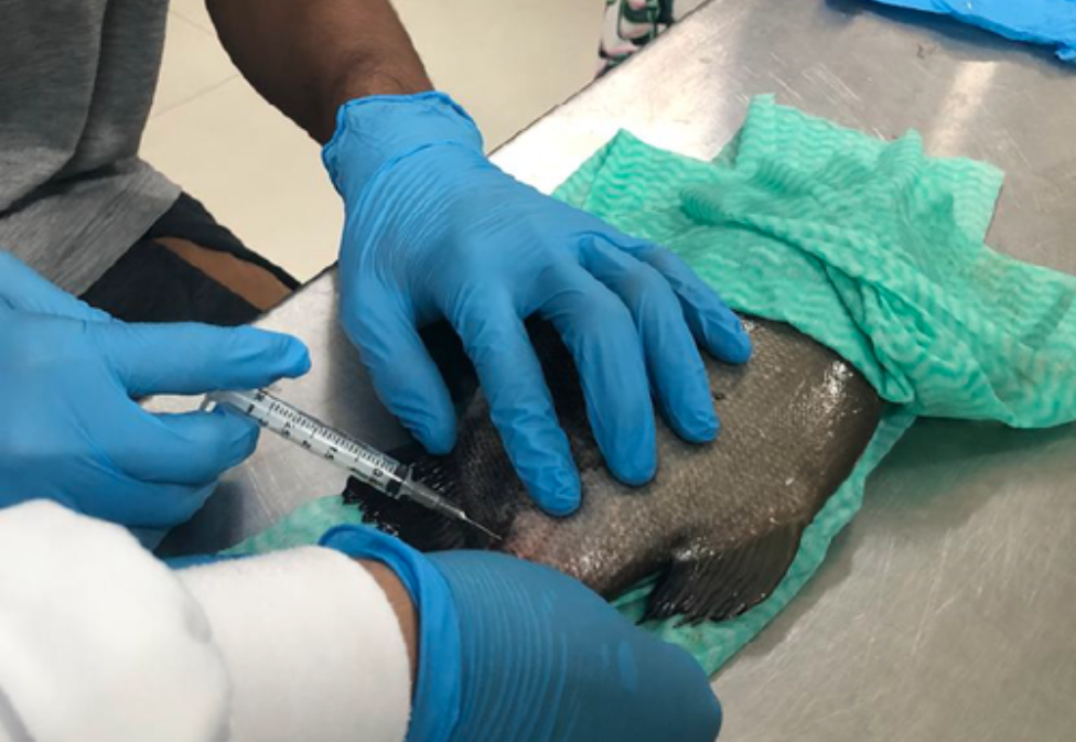 Pesquisa do Inpa produz hormônio de crescimento do tambaqui em laboratório pela primeira vez