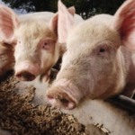 Preço da carne suína recua no Reino Unido e amplia perdas acumuladas no ano