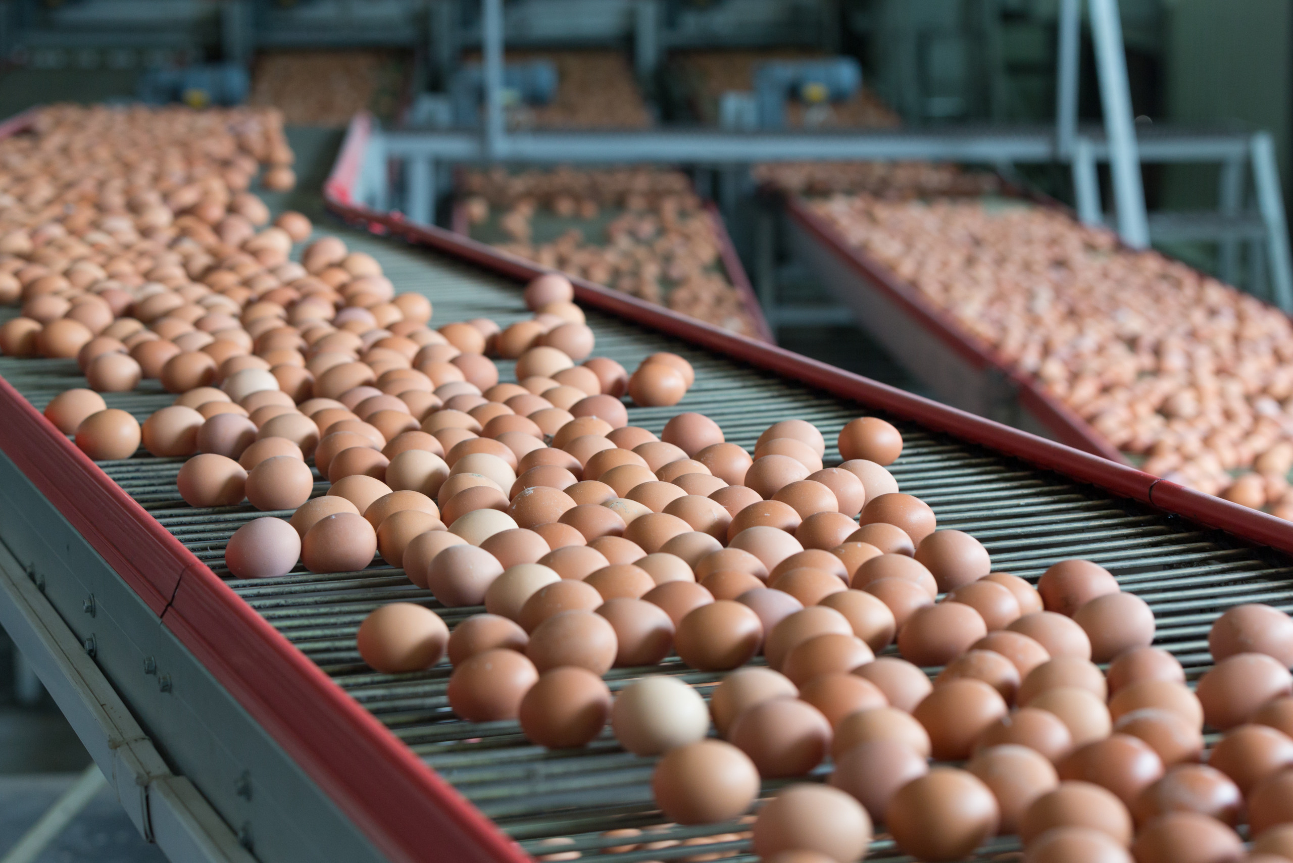 Produção de ovos em Bastos (SP) representa cerca de 11% do total nacional