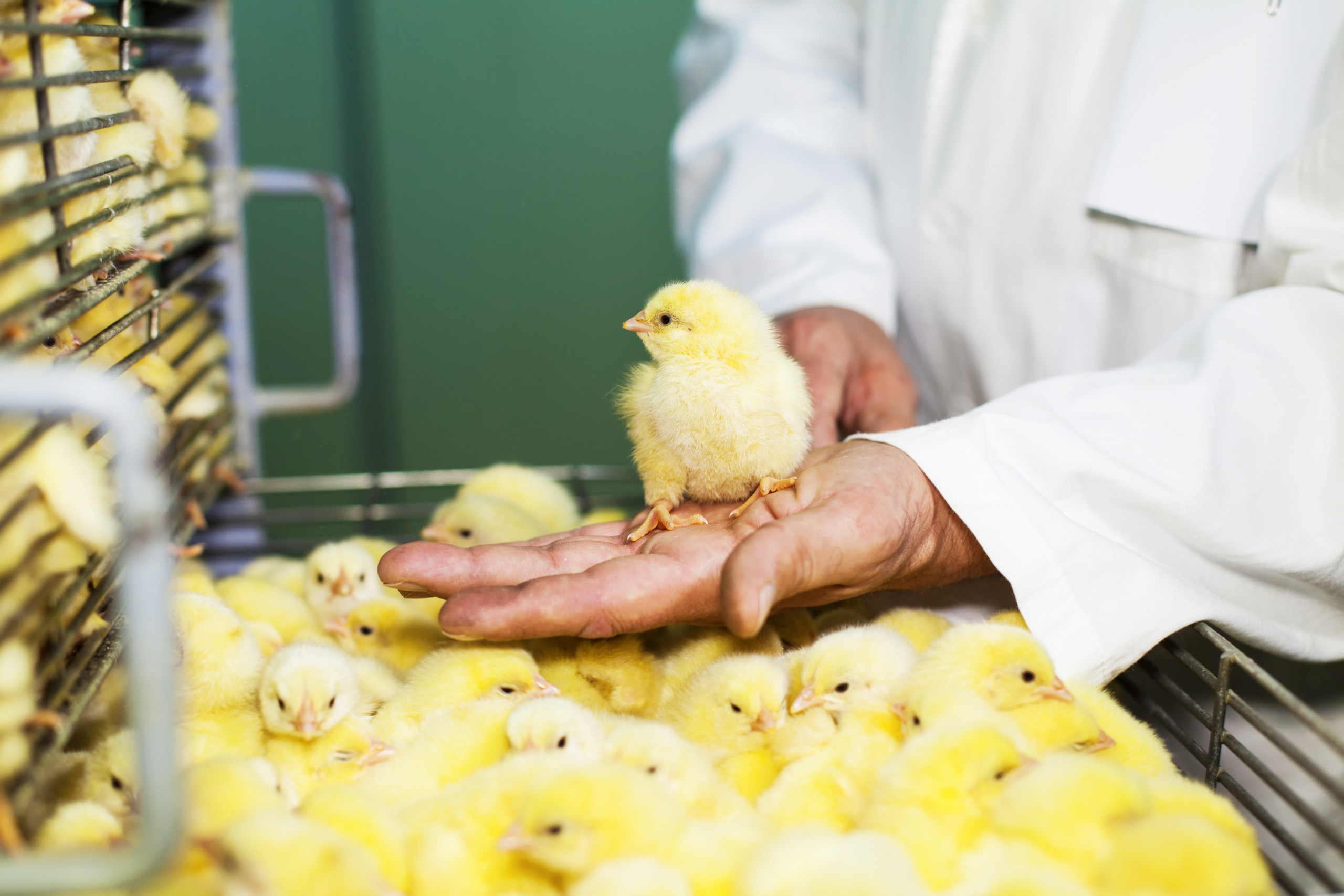 Crise no mercado russo de produtos farmacêuticos veterinários ameaça avicultura