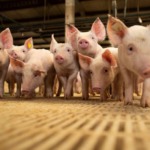 Óleo essencial de capim-limão melhora saúde intestinal de leitões no desmame, aponta estudo