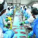 Barreiras do Brasil à tilápia importada fazem Vietnã mobilizar governo