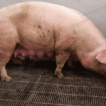 Reino Unido impõe restrições a importações do Chipre após surto de febre aftosa