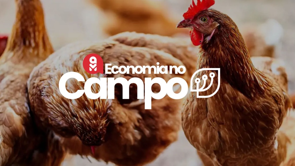Economia no campo: preços do frango em São Paulo apresenta queda sutil e estabilidade no mercado