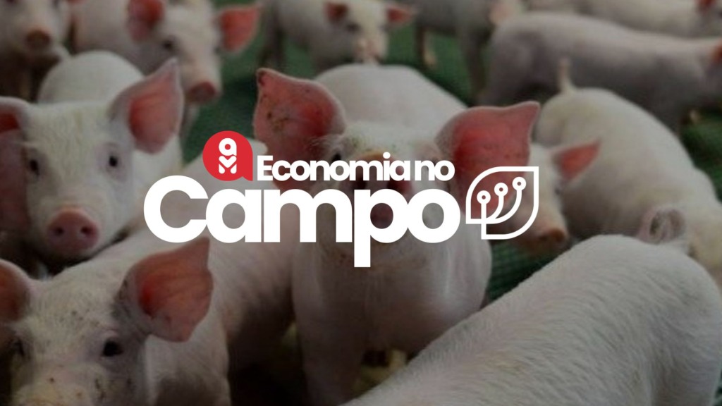 Economia no Campo Suinocultura: agosto encerra com tendência de alta nos preços dos suínos em diferentes praças 