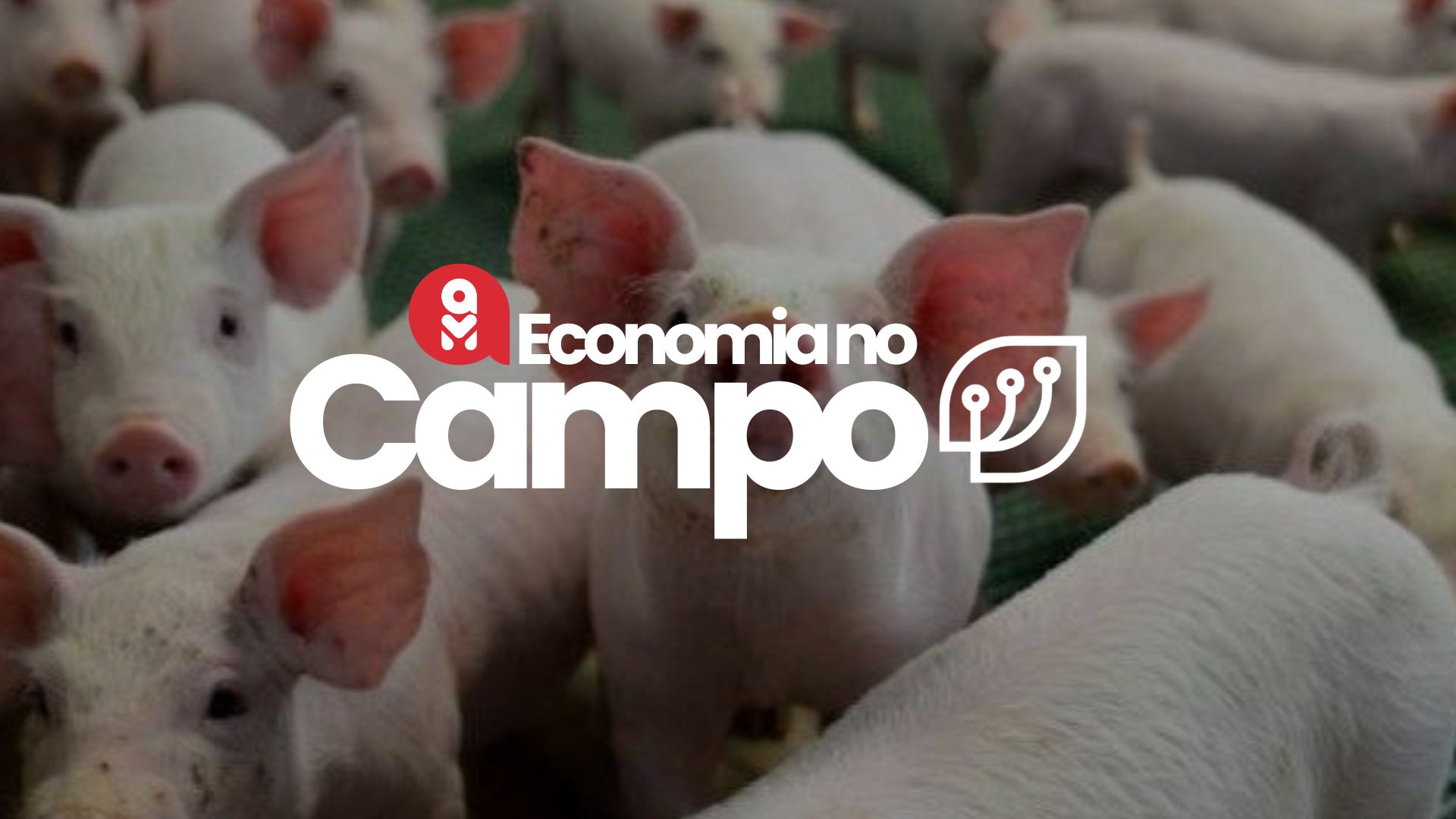 Economia no campo: preços do suíno vivo registram alta no Rio Grande do Sul e estabilidade em outras regiões 