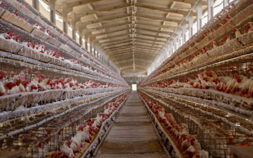 Paraná se destaca em biosseguridade na Avicultura Brasileira