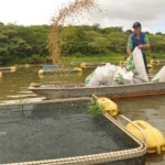 IFMA abre seleção para professores em curso de aquicultura no Maranhão pelo Pronatec