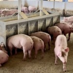 Exportações em alta e preços em queda pressionam a suinocultura brasileira em 2026