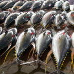 Curso sobre requisitos sanitários em embarcações pesqueiras abre inscrições para 2026