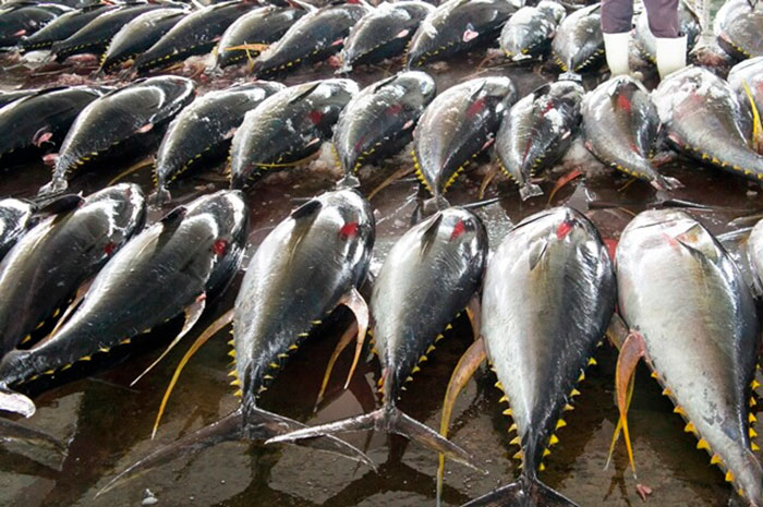 Aquicultura: MPA e MMA publicam regras que definem o monitoramento das cotas do atum e afins para 2024