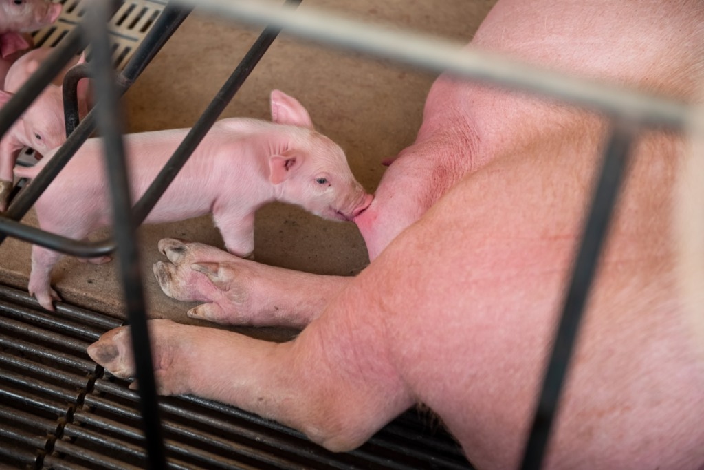 Período de gestação de fêmeas suínas é crítico e deve ser acompanhado de perto, segundo especialista 
