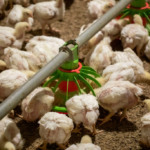 Leveduras bioengenheiradas como estratégia contra a influenza aviária