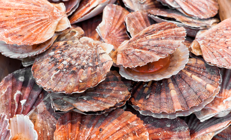SP reverte suspensão de consumo de moluscos bivalves, como mariscos e ostras