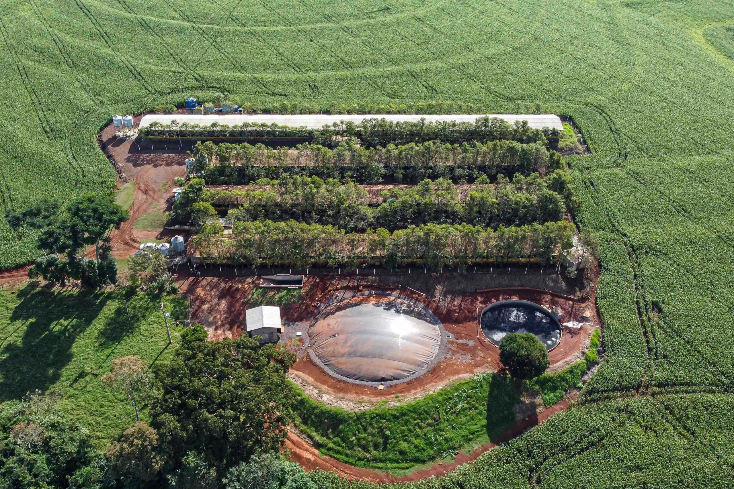 Biogás da Suinocultura: Fonte de renda adicional para produtores do Paraná Biogás da Suinocultura: Fonte de renda adicional para produtores do Paraná