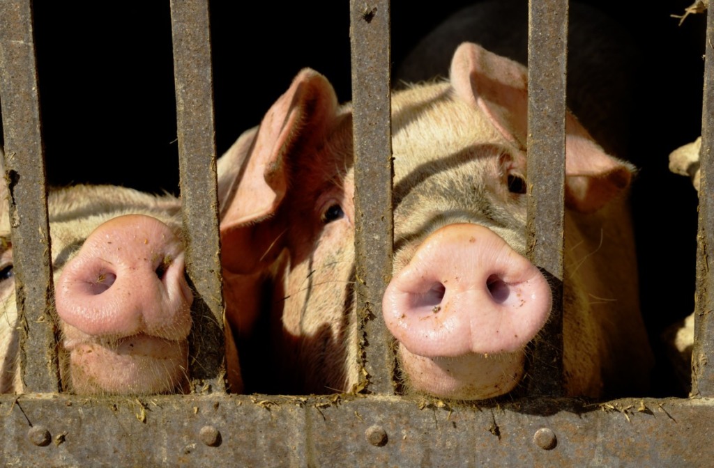 Piauí decreta emergência zoossanitária por 180 dias após confirmar Peste Suína Clássica