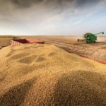 Demanda global por farelo de soja impulsiona cotações no Brasil e nos EUA