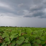 Julho inicia com frente fria severa, temporais e risco de geada no cinturão agrícola do Sul