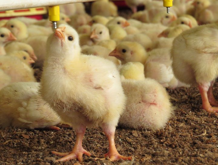 Preço da Carne de Frango Inicia Agosto com Estabilidade