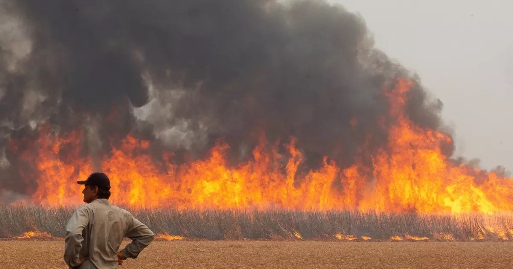 Incêndios em São Paulo e Goiás: prisão e transtornos marcam o mês de agosto de 2024