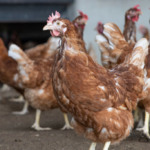 Avicultura: incerteza comercial nos EUA pressiona custos de ração e dificulta planejamento na produção de ovos