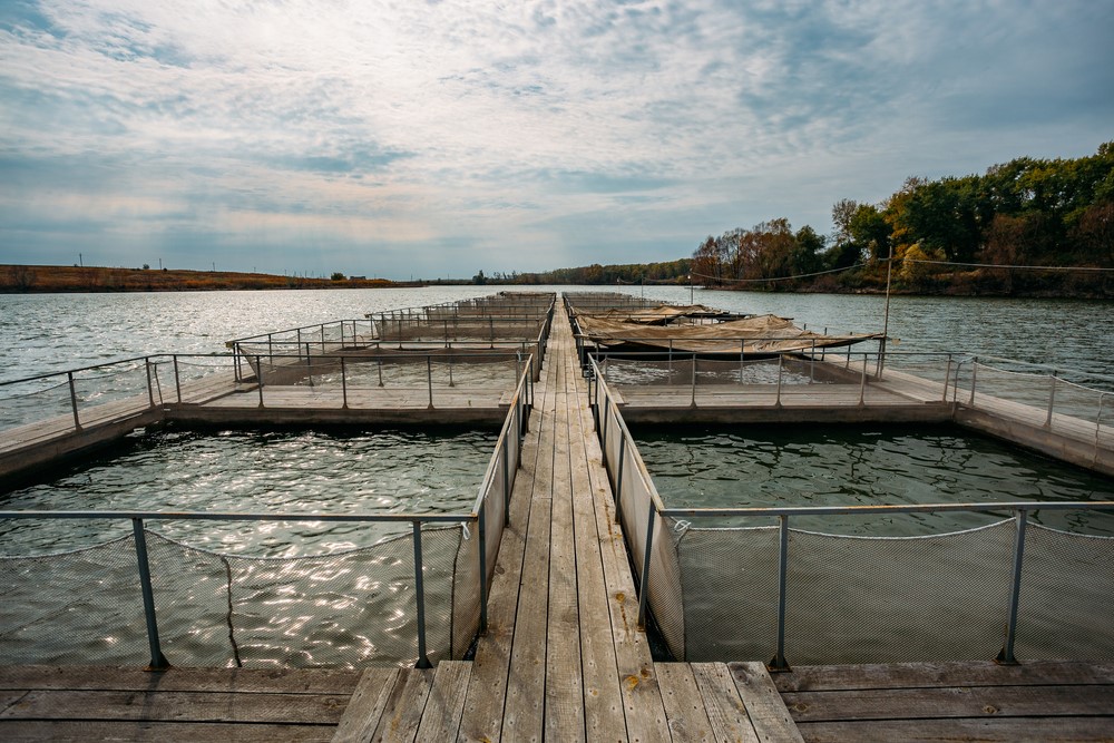Sindicato Rural de Palotina Debate Mudanças na Política Nacional de Aquicultura