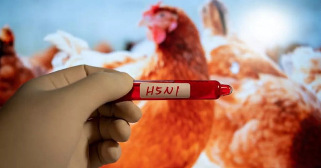 Mato Grosso registra foco de Influenza Aviária em aves de subsistência Mato Grosso registra foco de Influenza Aviária em aves de subsistência