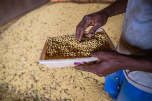 Abrasem reforça combate à “Pirataria” de sementes no Brasil