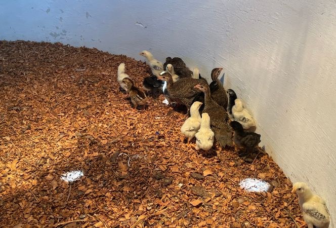 Avicultura como ensino prático entre estudantes no Instituto Federal de Alagoas