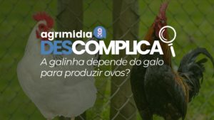 Agrimidia Descomplica: Afinal, a galinha depende do galo para produzir ovos?