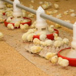 Reprogramação imunológica em aves reduz necessidade de antibióticos