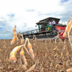 Soja: Demanda aquecida e menor relação estoque/consumo impulsionam cotações no Brasil