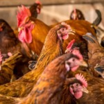 Sanidade avícola: WOAH confirma controle da doença de Newcastle na Malásia e atualiza situação em Timor-Leste