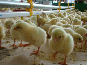 Setor da avicultura do Reino Unido reduz uso de antibióticos em quase 99% desde 2012