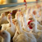 Avicultura e Exportação: Mesmo com crise no Oriente Médio, embarques de frango do Brasil crescem em março