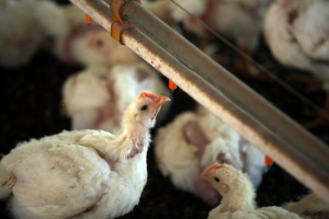 Estratégia híbrida de fornecimento para ovos cage-free