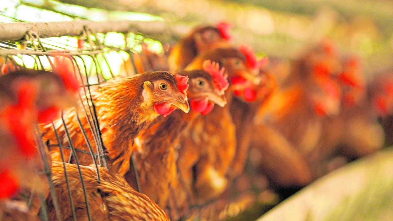 Avanços genéticos e nutricionais impulsionam a longevidade de galinhas poedeiras