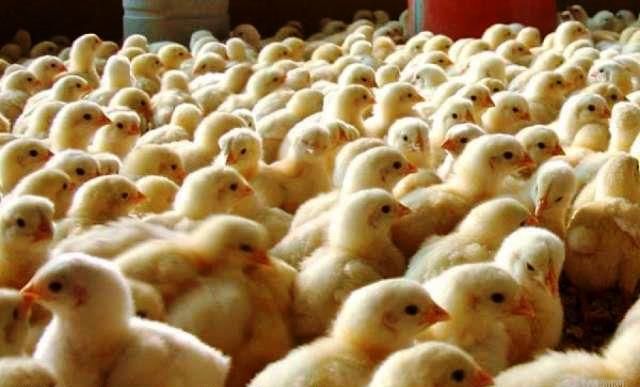 Processamento de aves nos EUA enfrenta desafios com promessas de imigração de Trump