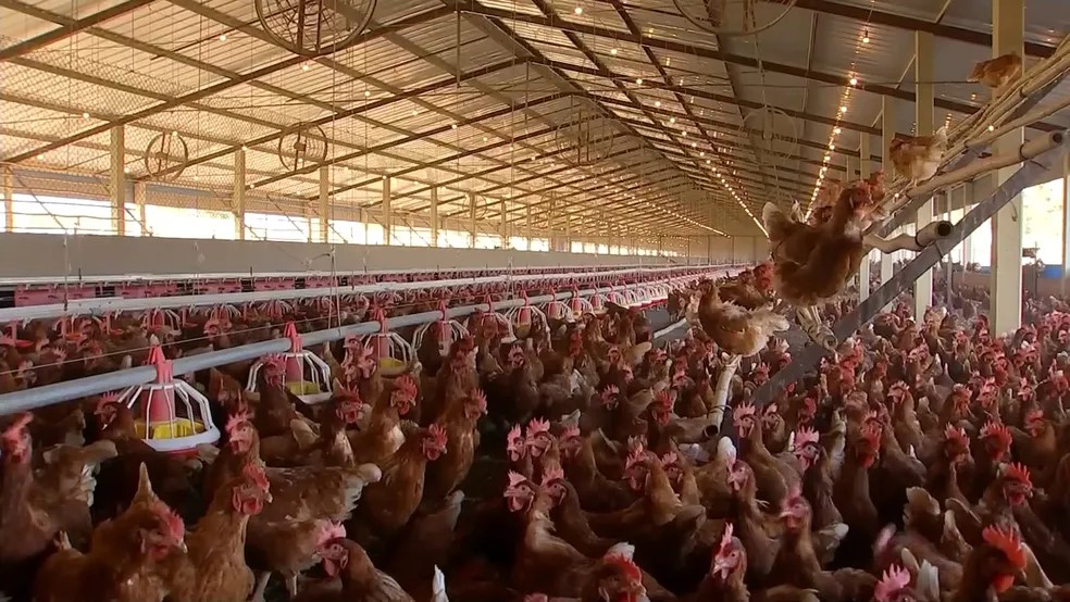 Demanda aquecida eleva preços do frango vivo em setembro, segundo CEPEA