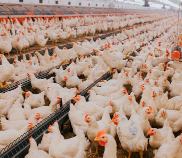 Paraná exporta frango para 150 mercados internacional e lidera diversificação de destinos