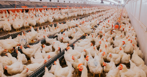 Mudança na indústria alimentícia: empresas abandonam produção em gaiolas, mas falta apoio legislativo no Reino Unido e na UE