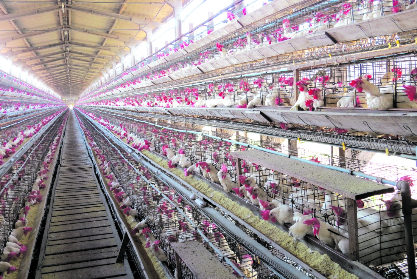 Fazenda de ovos no Reino Unido destaca inovação, sustentabilidade e bem-estar animal