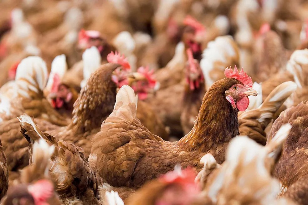 Governo da Bahia e universidades discutem fortalecimento da avicultura familiar e preservação de aves nativas