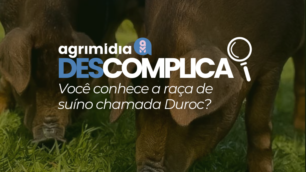 Agrimidia Descomplica: Você conhece a raça de suíno chamada Duroc? O que torna a carne suína Duroc a nova aposta gourmet?