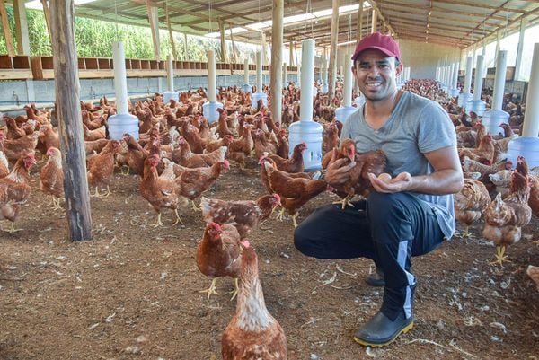Espírito Santo desponta na avicultura com foco em inovação e bem-estar animal