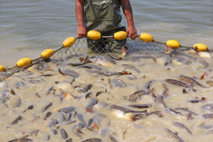 Governo do Tocantins promove semana do pescado para incentivar consumo e produção de peixes